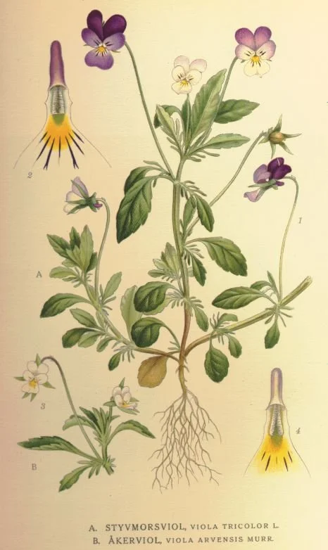 Carl Axel Magnus Lindman, Viola Tricolor