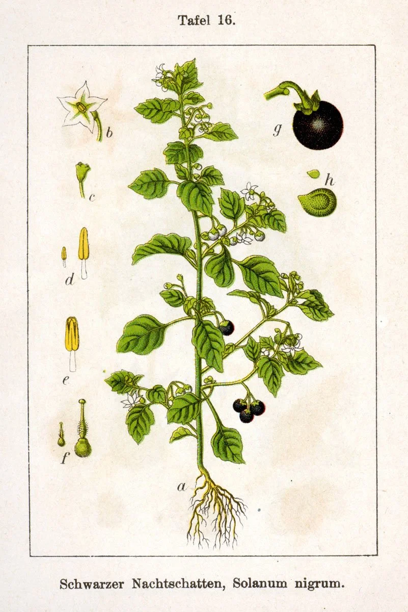Jacob Sturm, Black Nightshade